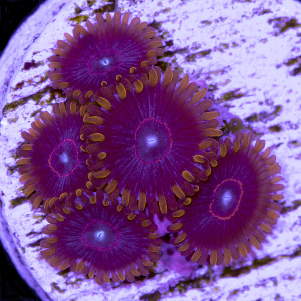 Red Hornet Zoanthids - WYSIWYG Mini Colony main image 0