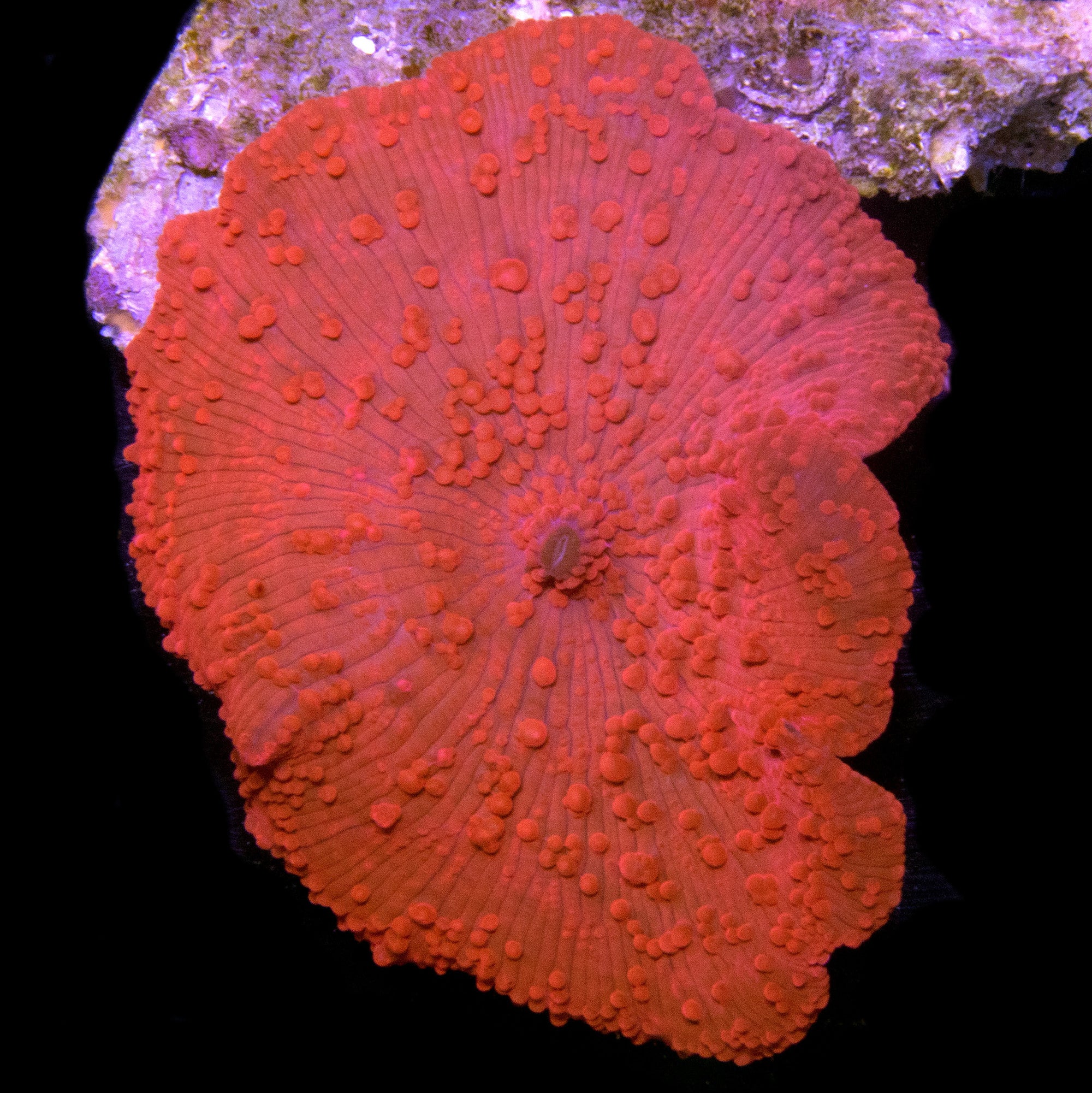 Blood Red Discosoma Mushroom Coral