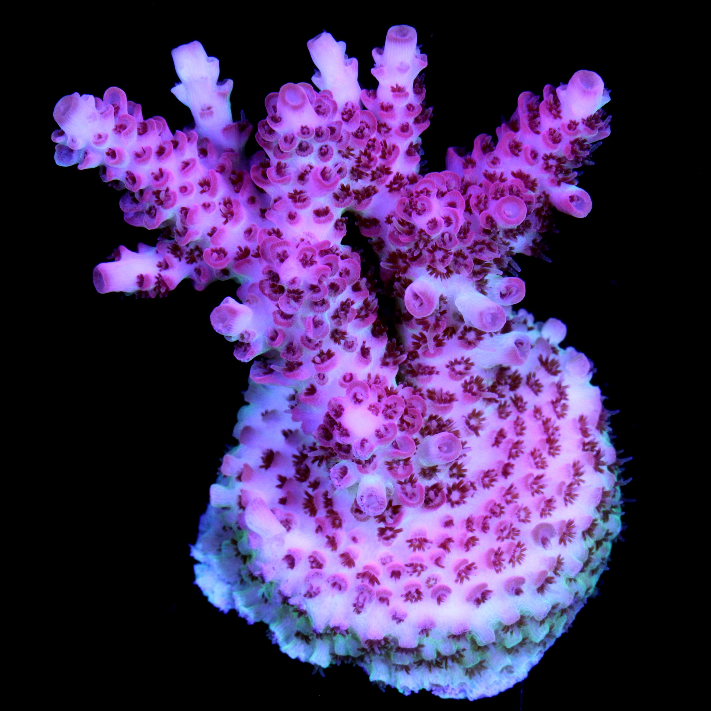Acropora Coral for Sale Buy Live Coral for Sale Rare Coral Sale