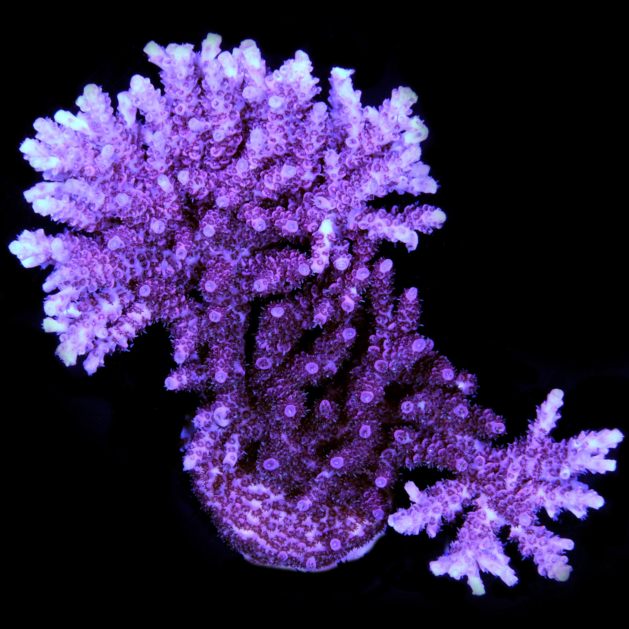 Aqua Cultured Red Table Acropora Coral Colony