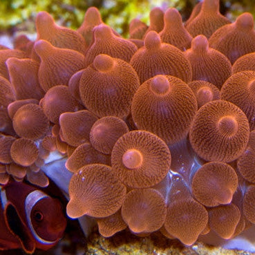 Rose Bubble Tip  Anemone