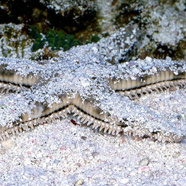 Sand Sifting Starfish