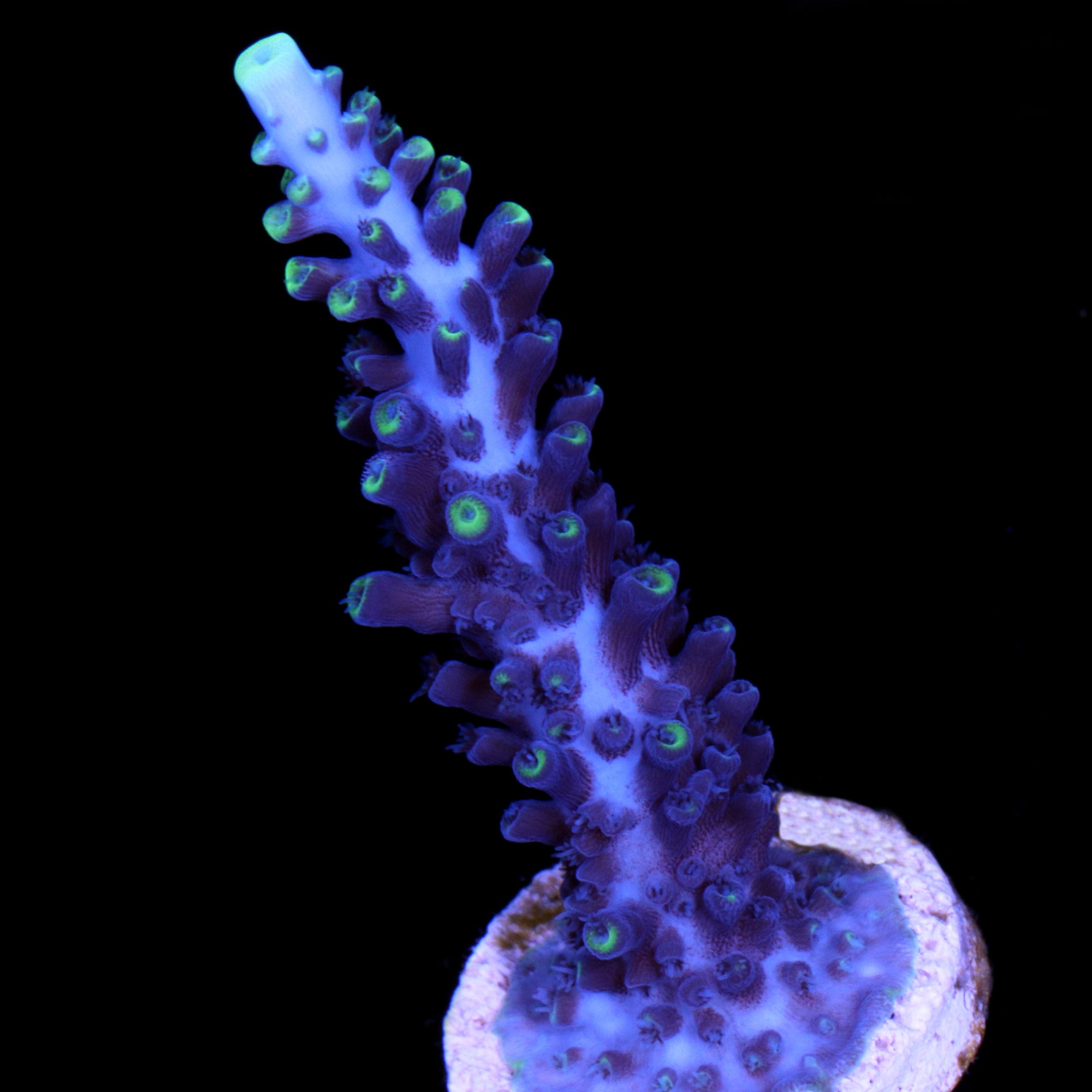 Sky Blue Exquisita Staghorn Acropora Coral