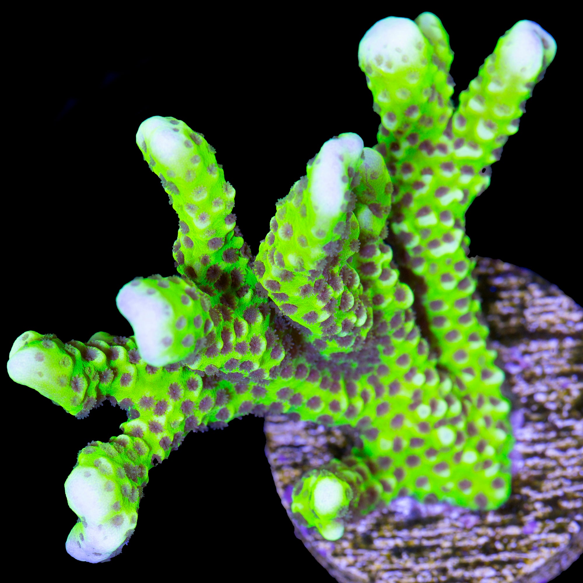 Slimeball Anacropora Coral