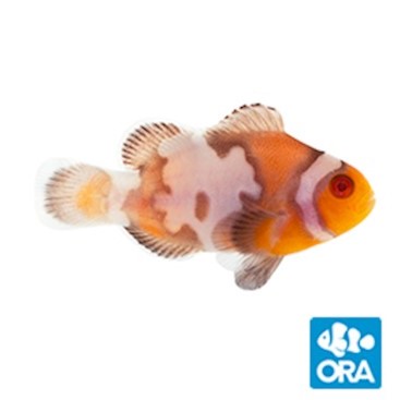 ORA Zombie Snowflake Ocellaris Clownfish - Captive Bred