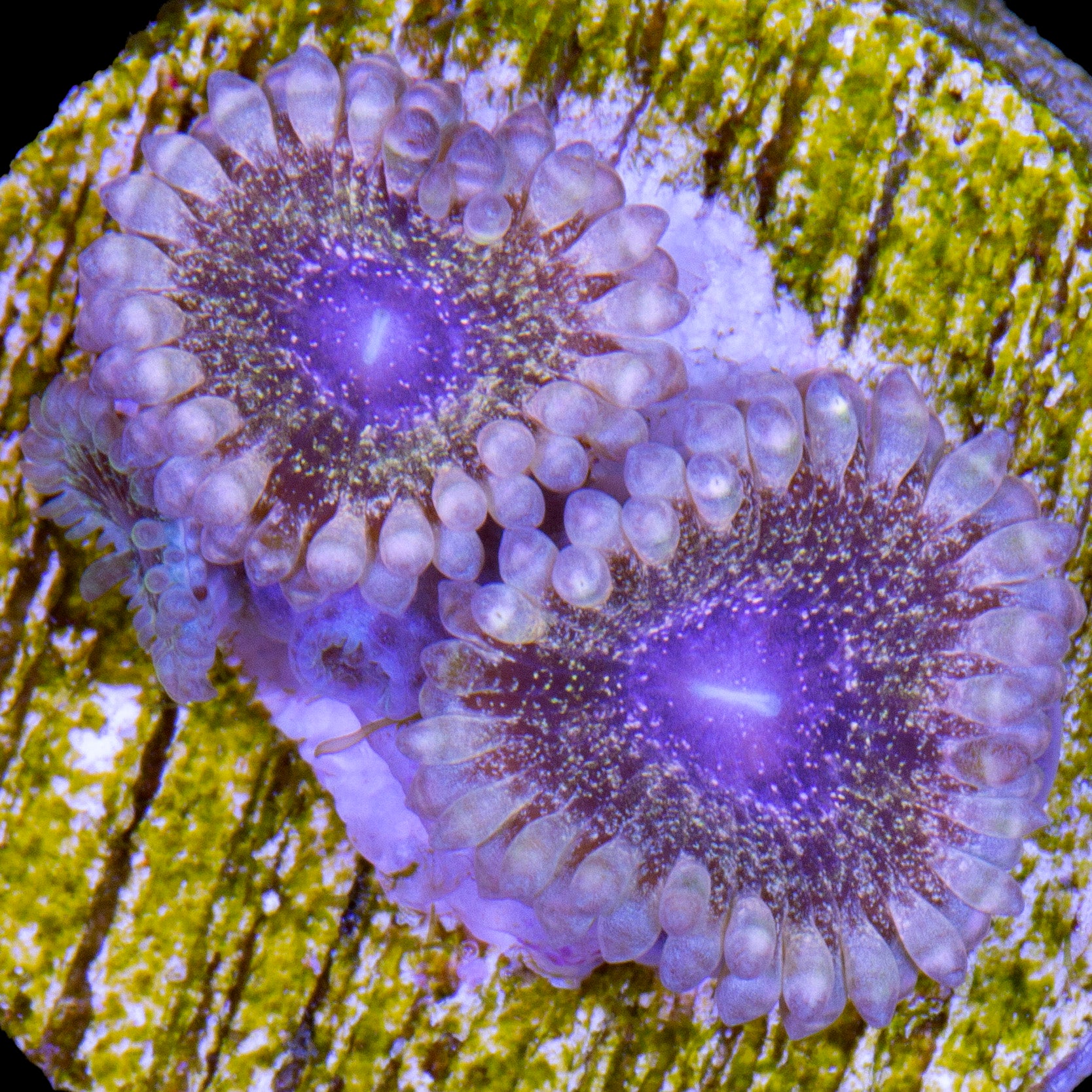 ZOA Blue Hornet Zoanthids | Buy Live Coral for Sale - Vivid