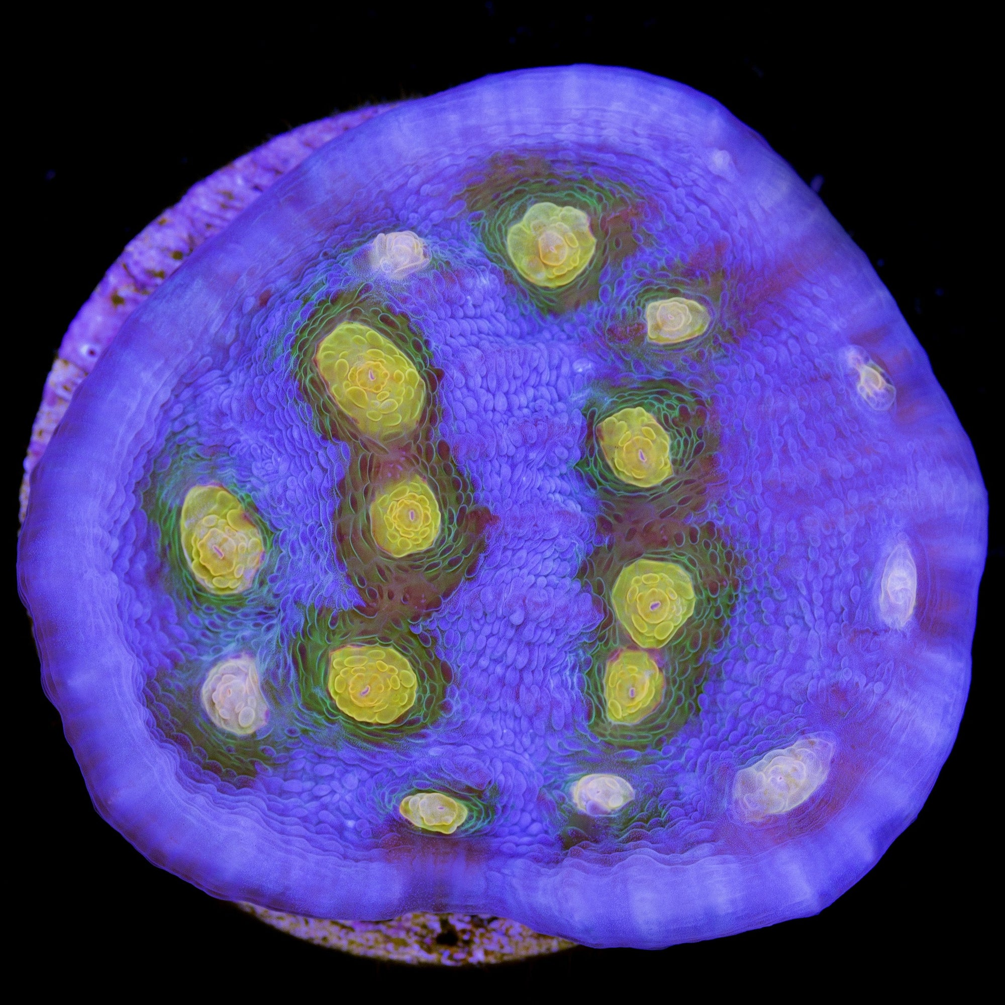 Vivid's Solar Flare Mycedium Coral