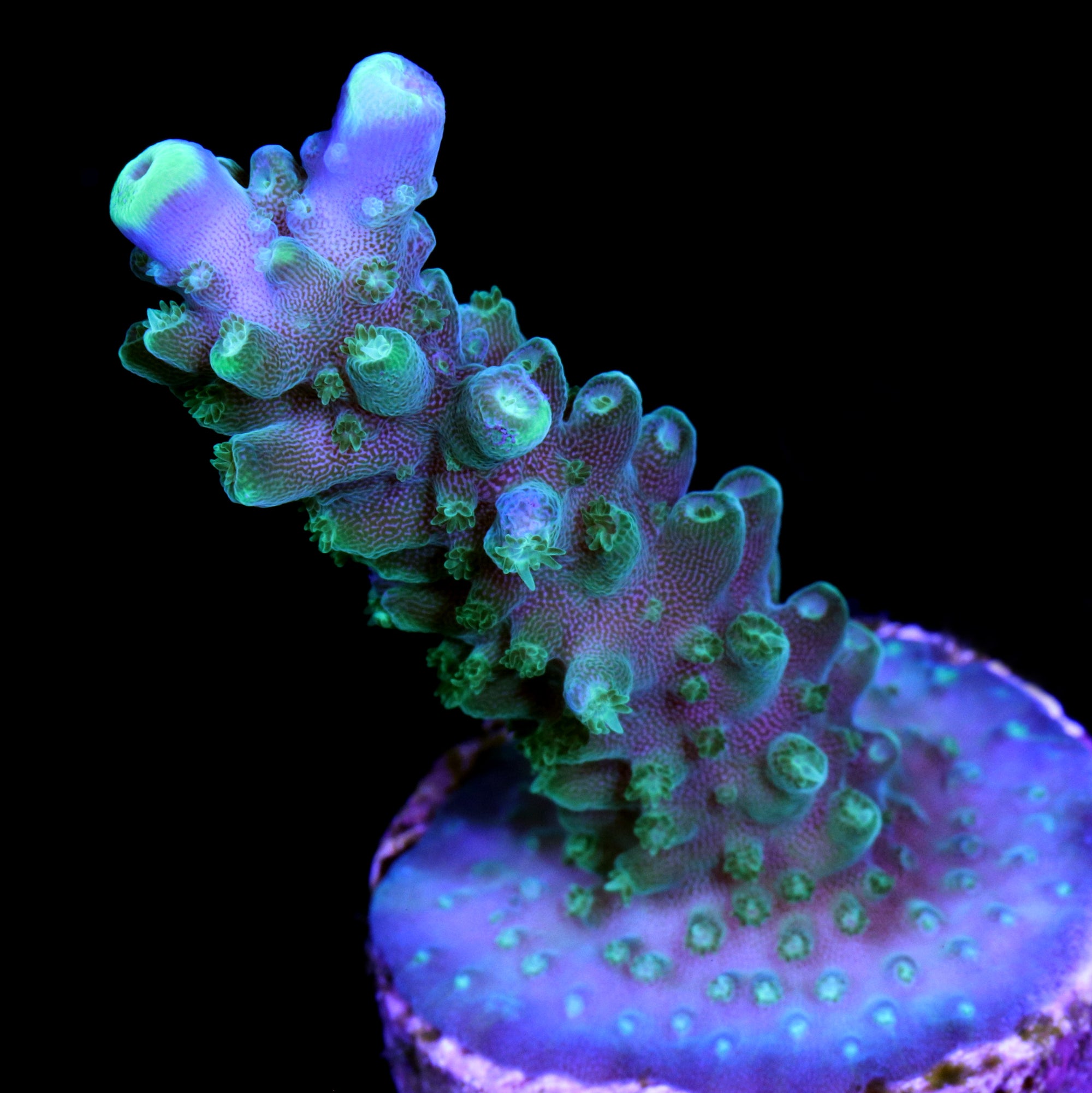 Vivid's Sonic Boom Acropora Coral