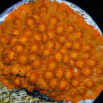 JF Spellbound Cyphastrea Coral