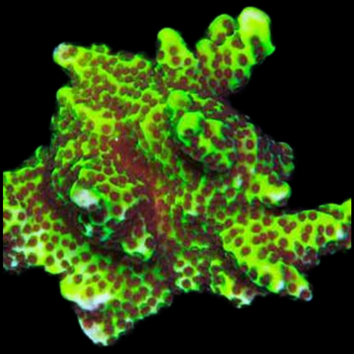 Neon Spongodes Montipora Coral