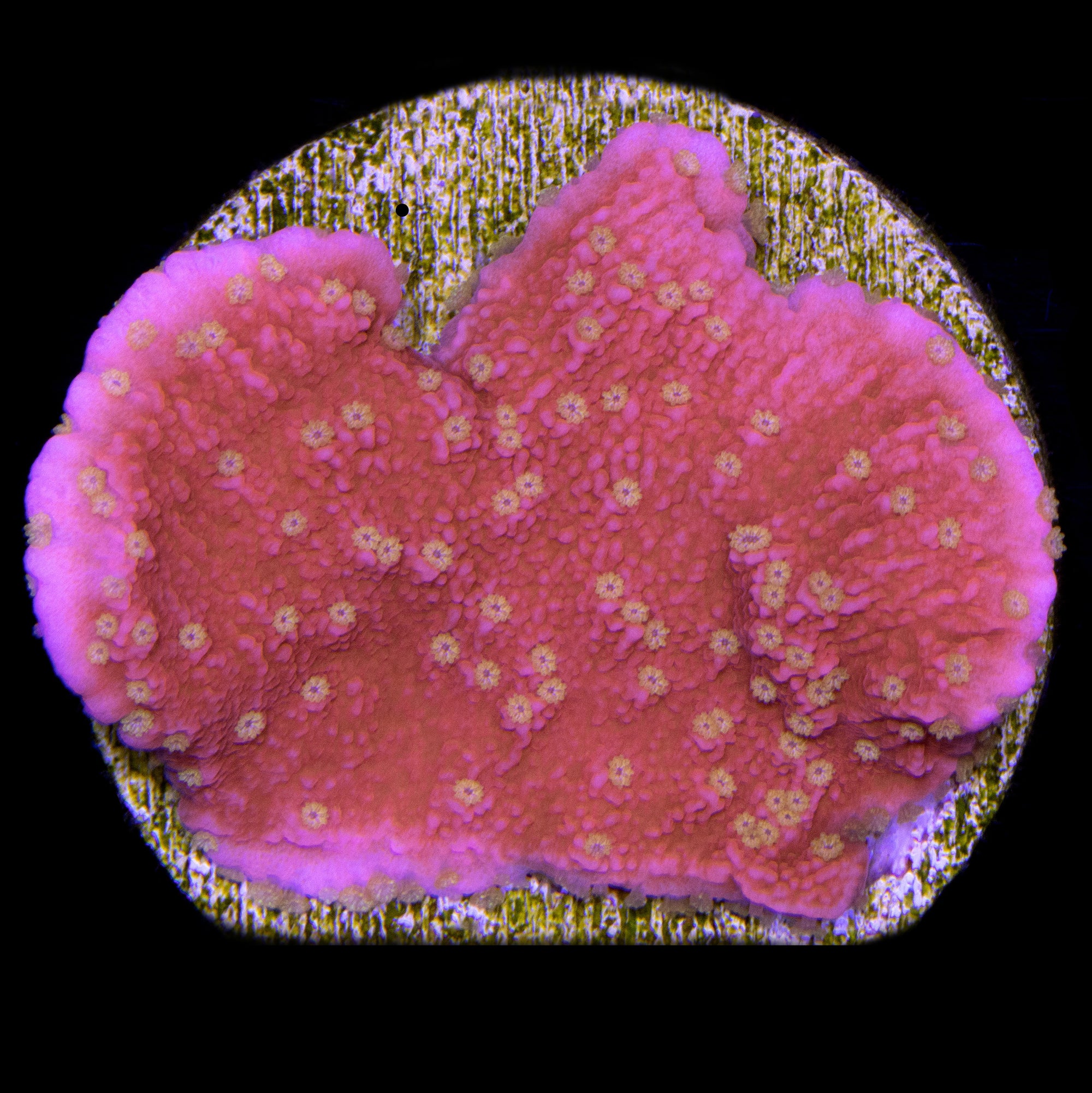 Vivid's Starburst Montipora Capricornus Coral
