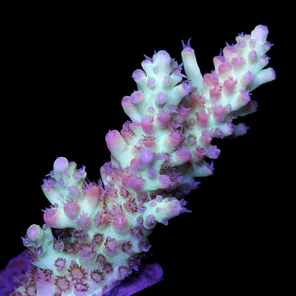 Strawberry Shortcake Acropora Coral Buy Live Coral for Sale Vivid