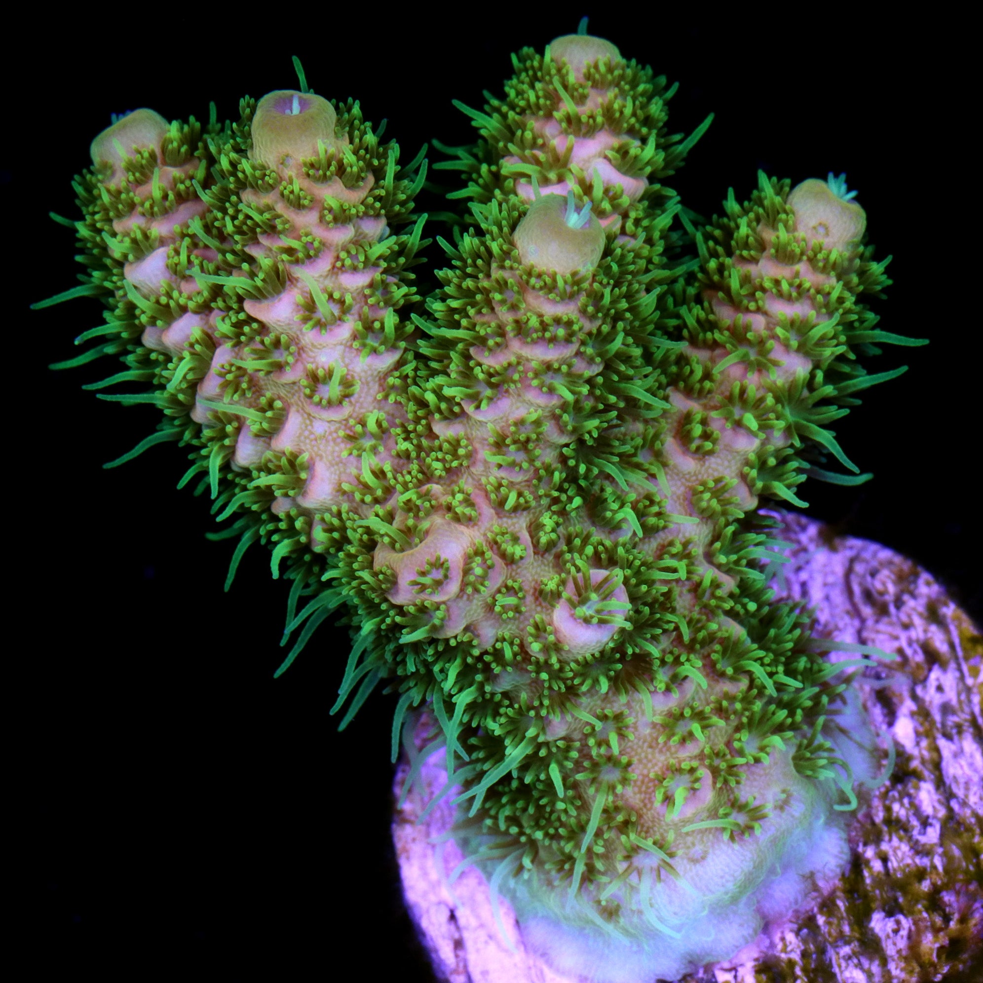 Acropora Coral for Sale Buy Live Coral for Sale Rare Coral Sale Corals Vivid Aquariums