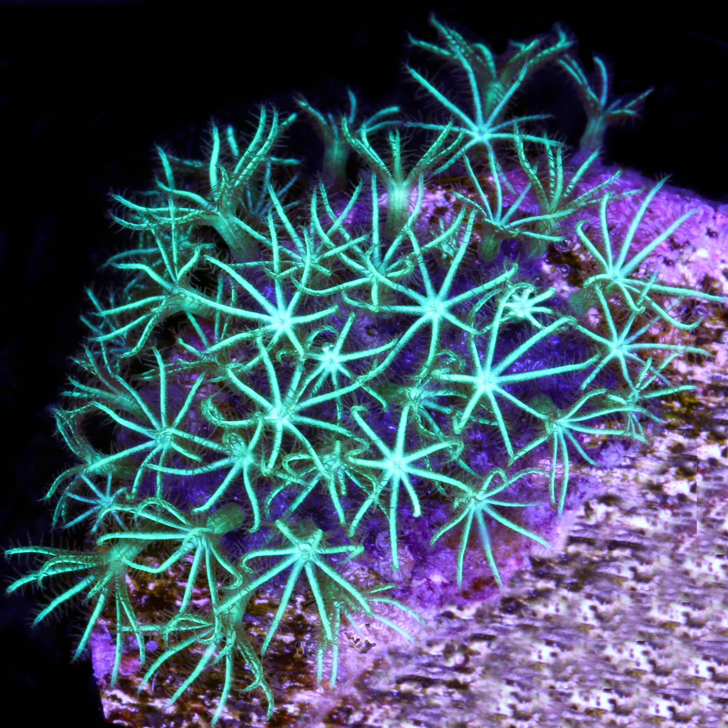 Beginner Corals for Sale Buy Beginner Corals Live Coral Rare