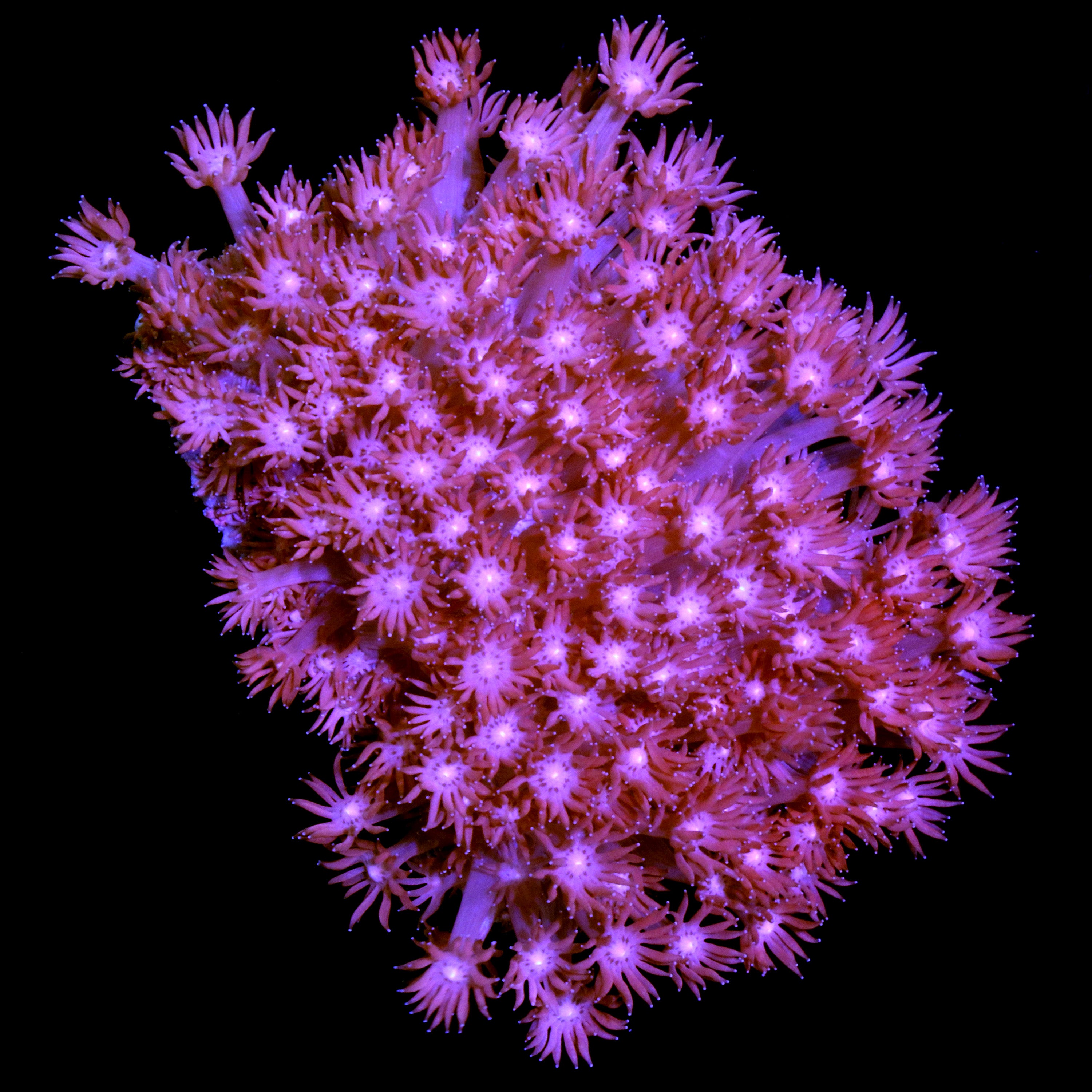 Pink Goniopora Colony - Vivid Aquariums