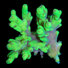 ToxicTableAcro9_240x.jpg?v=