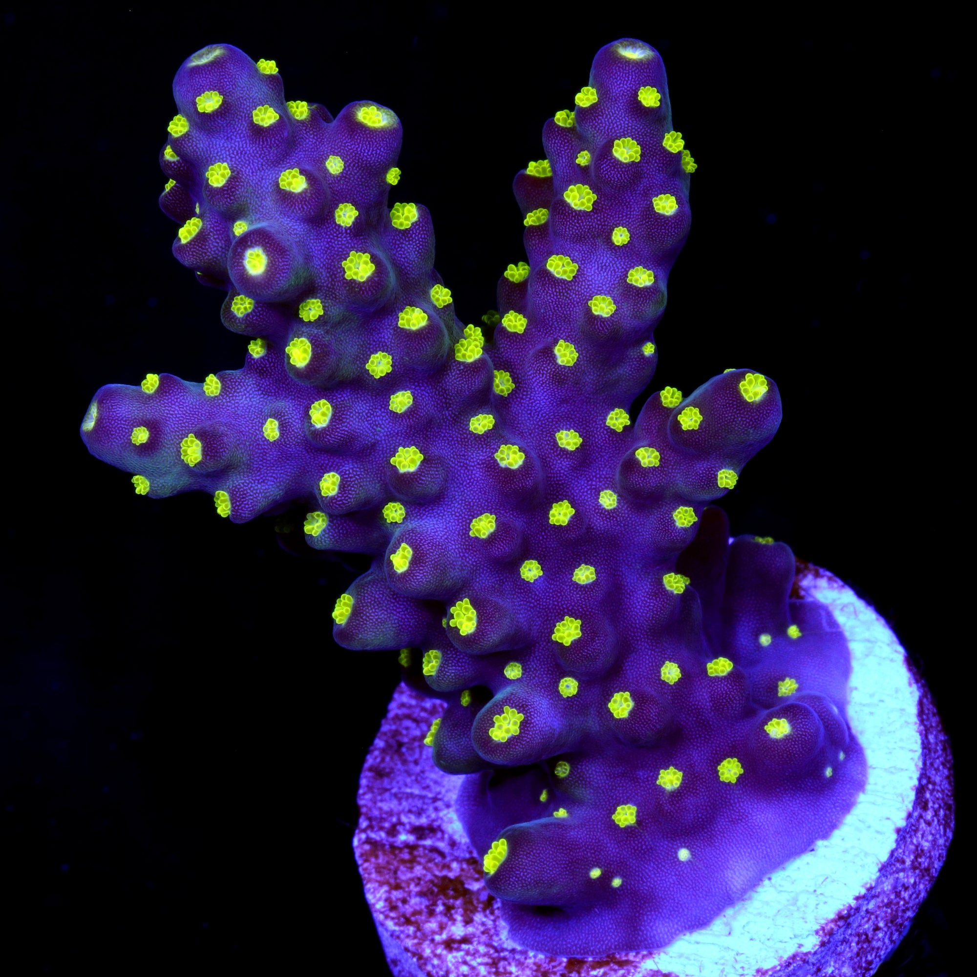 Tricolor Acropora Coral