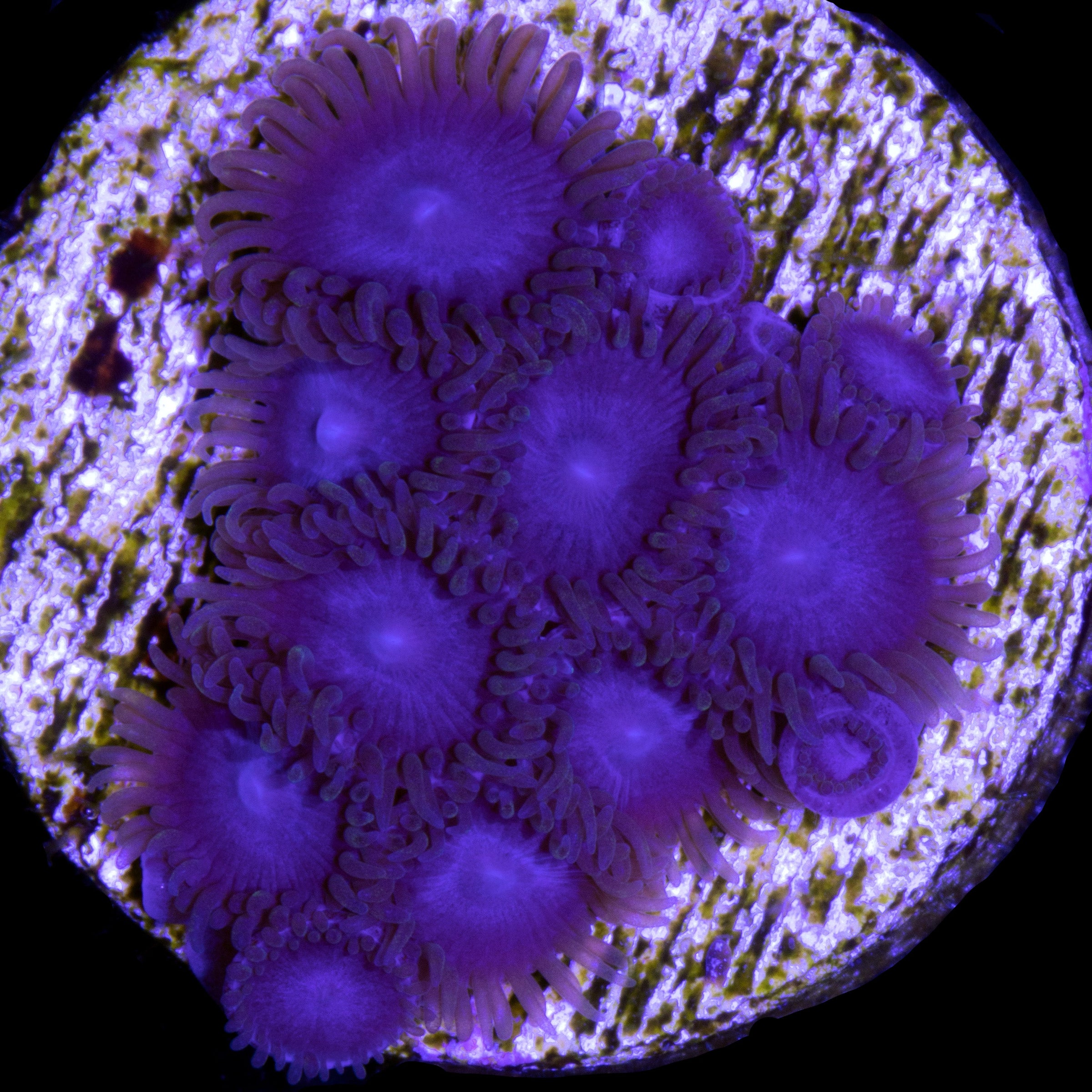 Beginner Corals for Sale Buy Beginner Corals Live Coral Rare