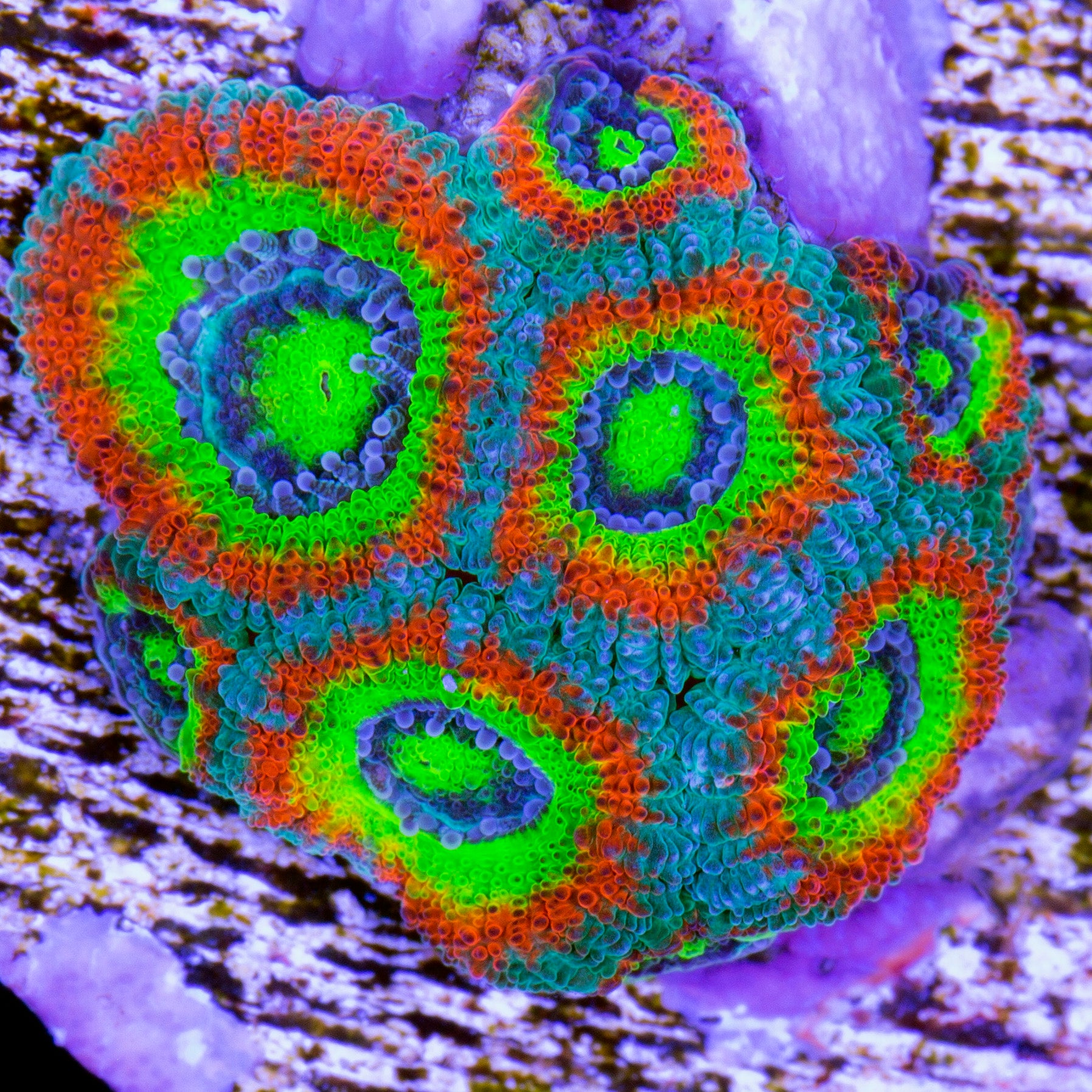 Holy Grail Micromussa Coral
