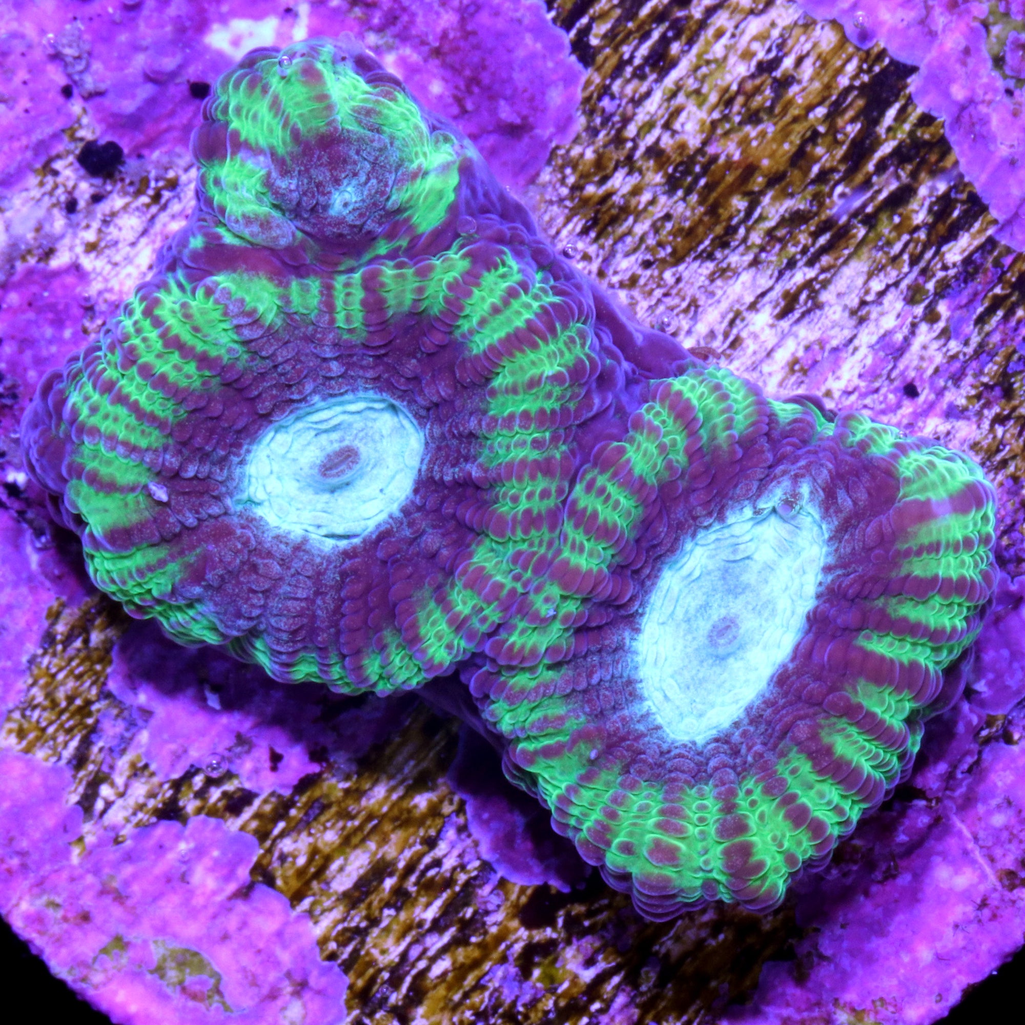 Vivid's Ultron Favia Coral