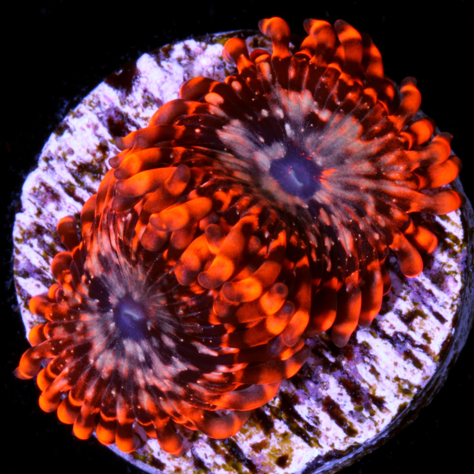 Utter Chaos Zoanthid Coral