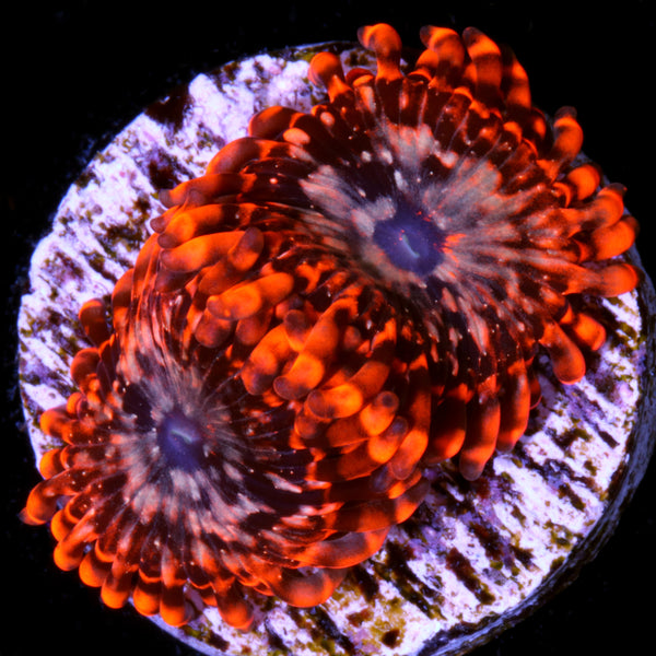 Vivid's Agave Zoanthids Online | Zoanthids for Sale - Vivid Vivid's Agave Zoanthids Online | Zoanthids for Sale - Vivid