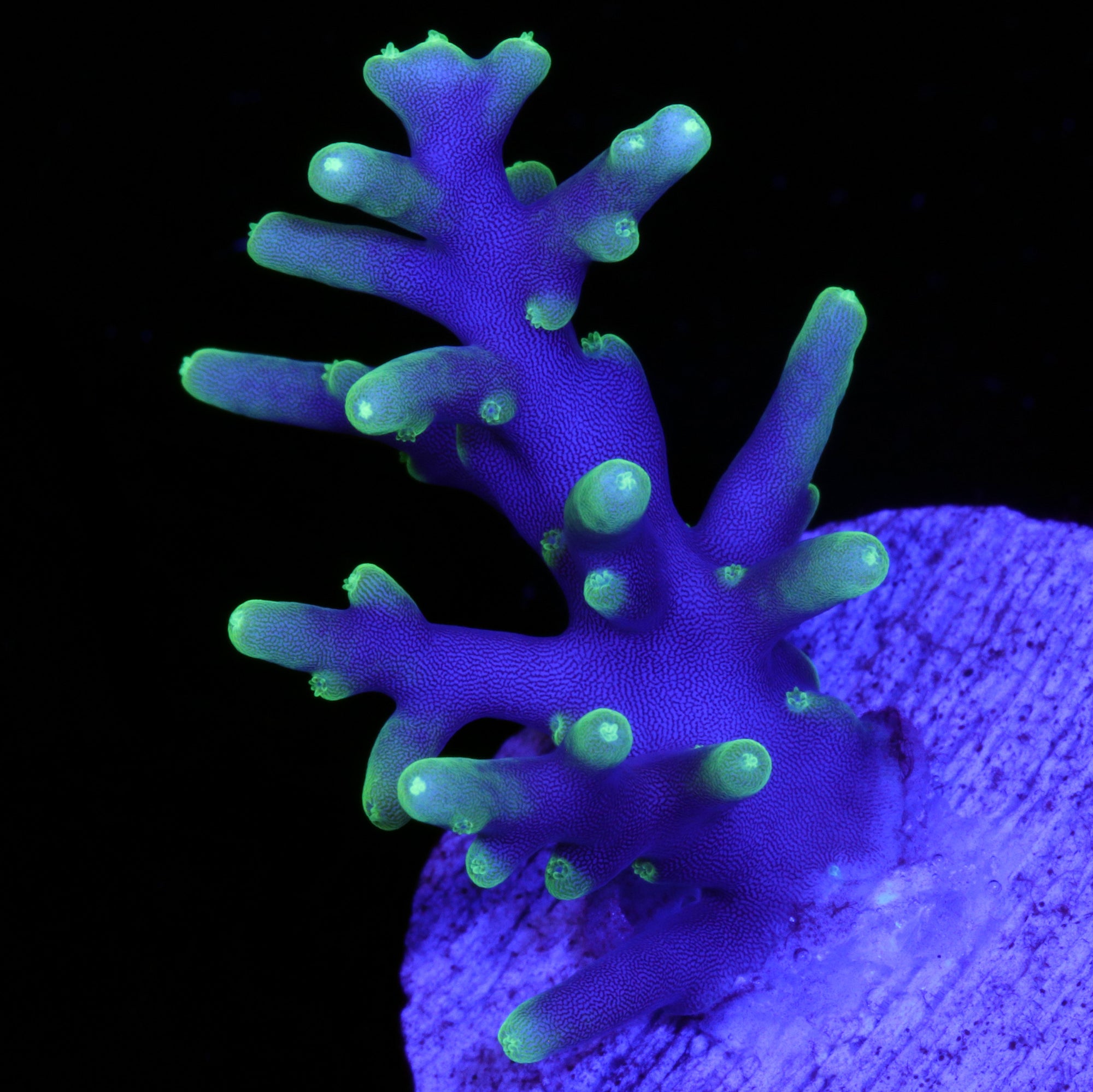 Vivid's Space Dragon Acropora Coral