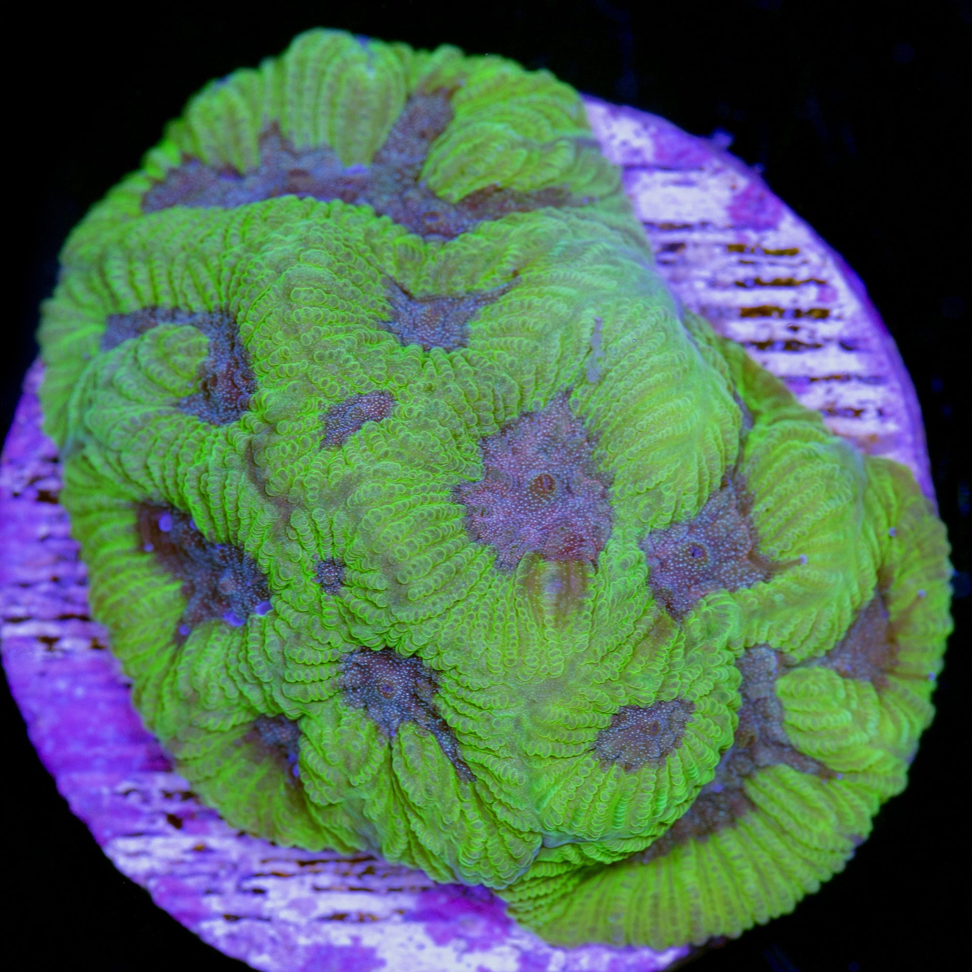 Vivid's Warhead Platygyra Coral