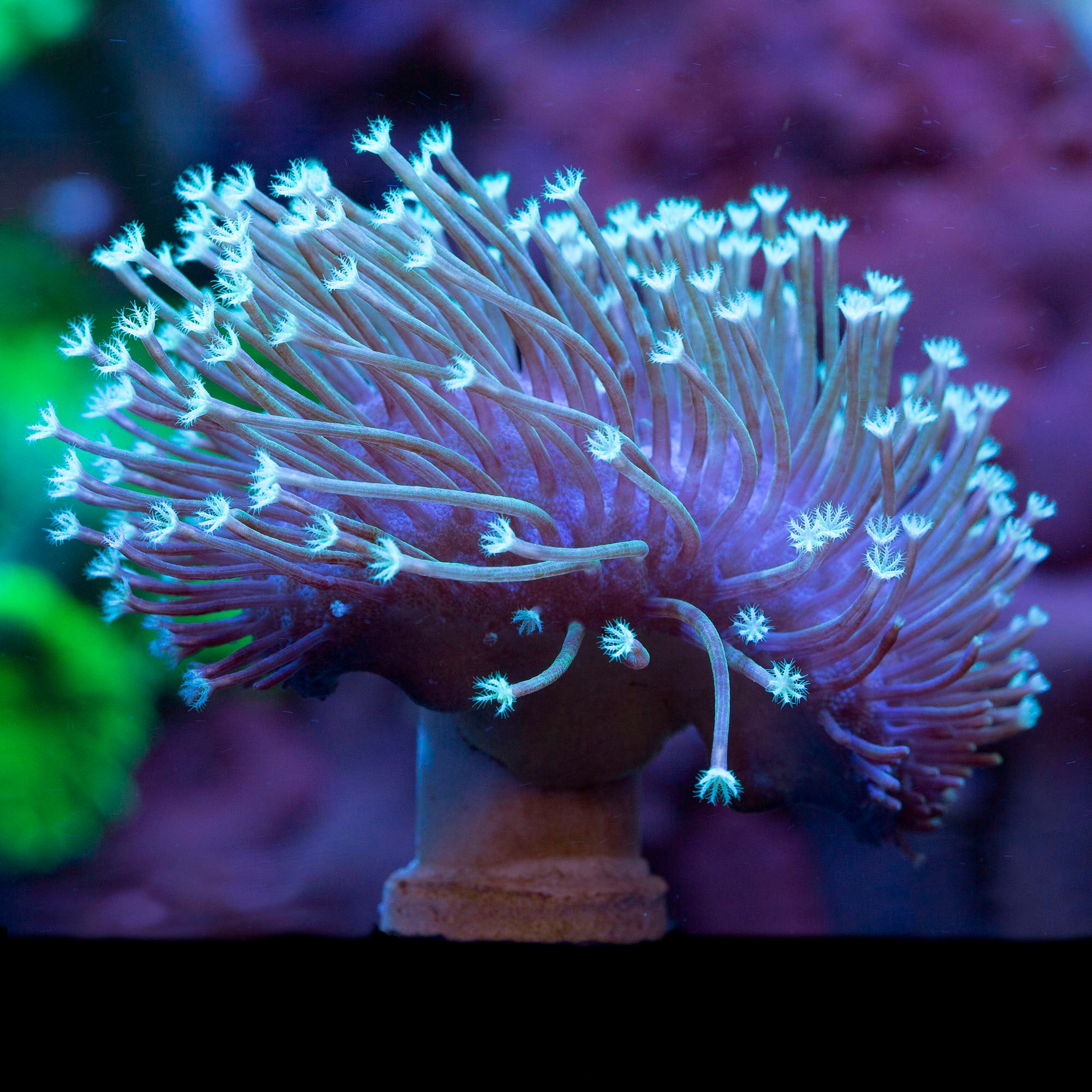 Aqua-Cultured Long Polyp Toadstool Leather Coral
