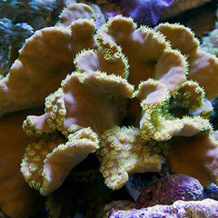 Yellow Scroll Coral - Vivid Aquariums
