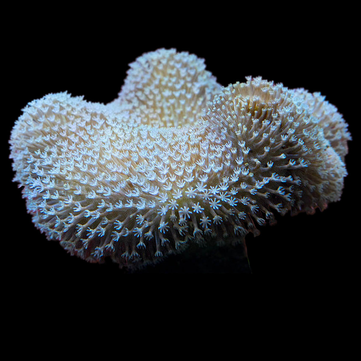 Toadstool Cora Aqua-Cultured Toadstool Leather Coral - Vivid Aquariums