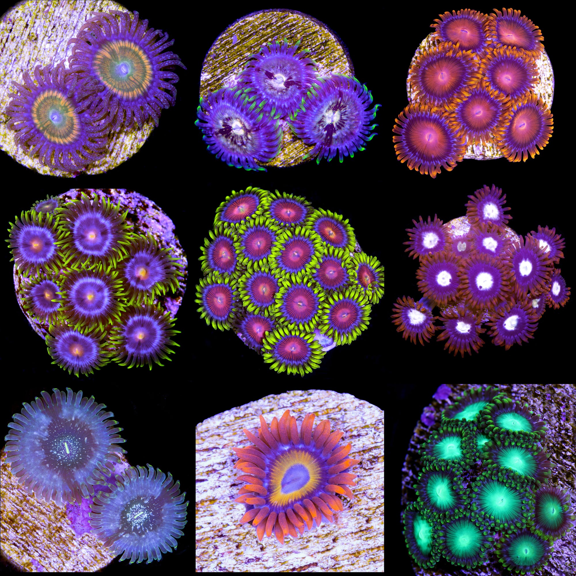 Assorted Zoanthid Coral Frag Packs