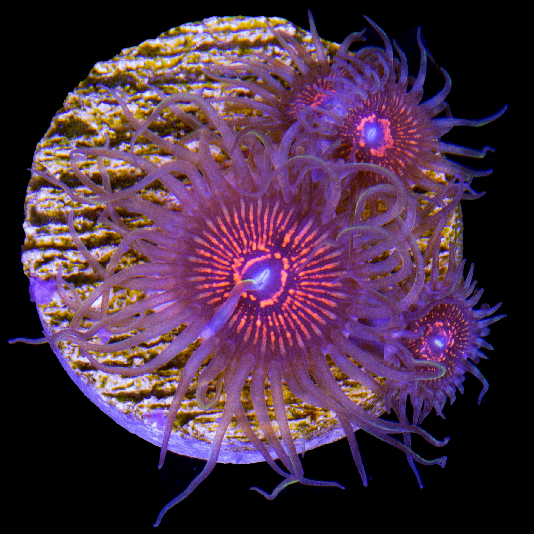 Bad Hair Day Zoanthid Coral