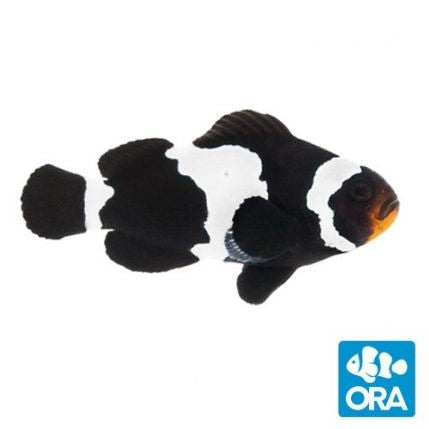 ORA Black Snowflake Ocellaris Clownfish - Captive Bred