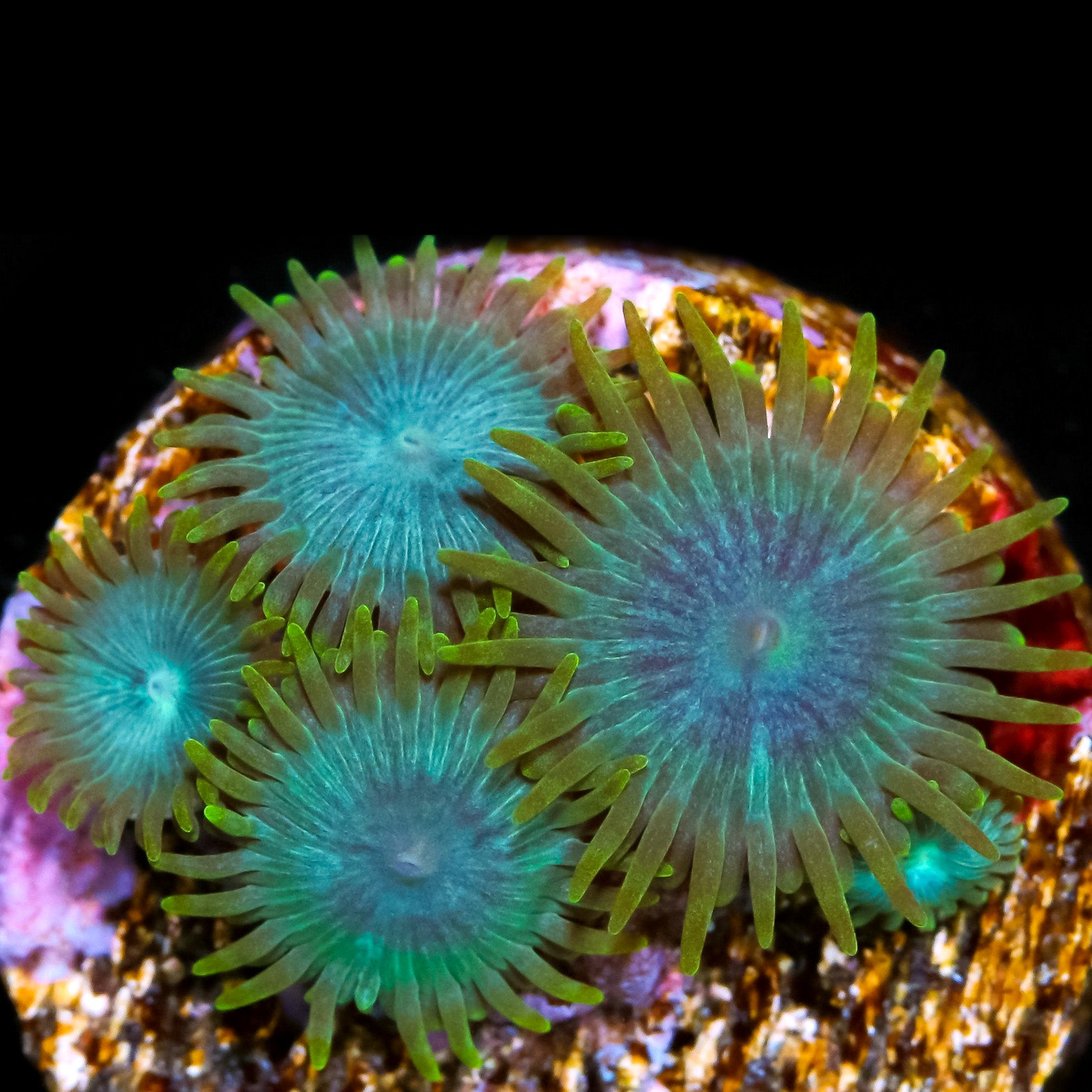 Vivid's Blue Crush Zoanthid