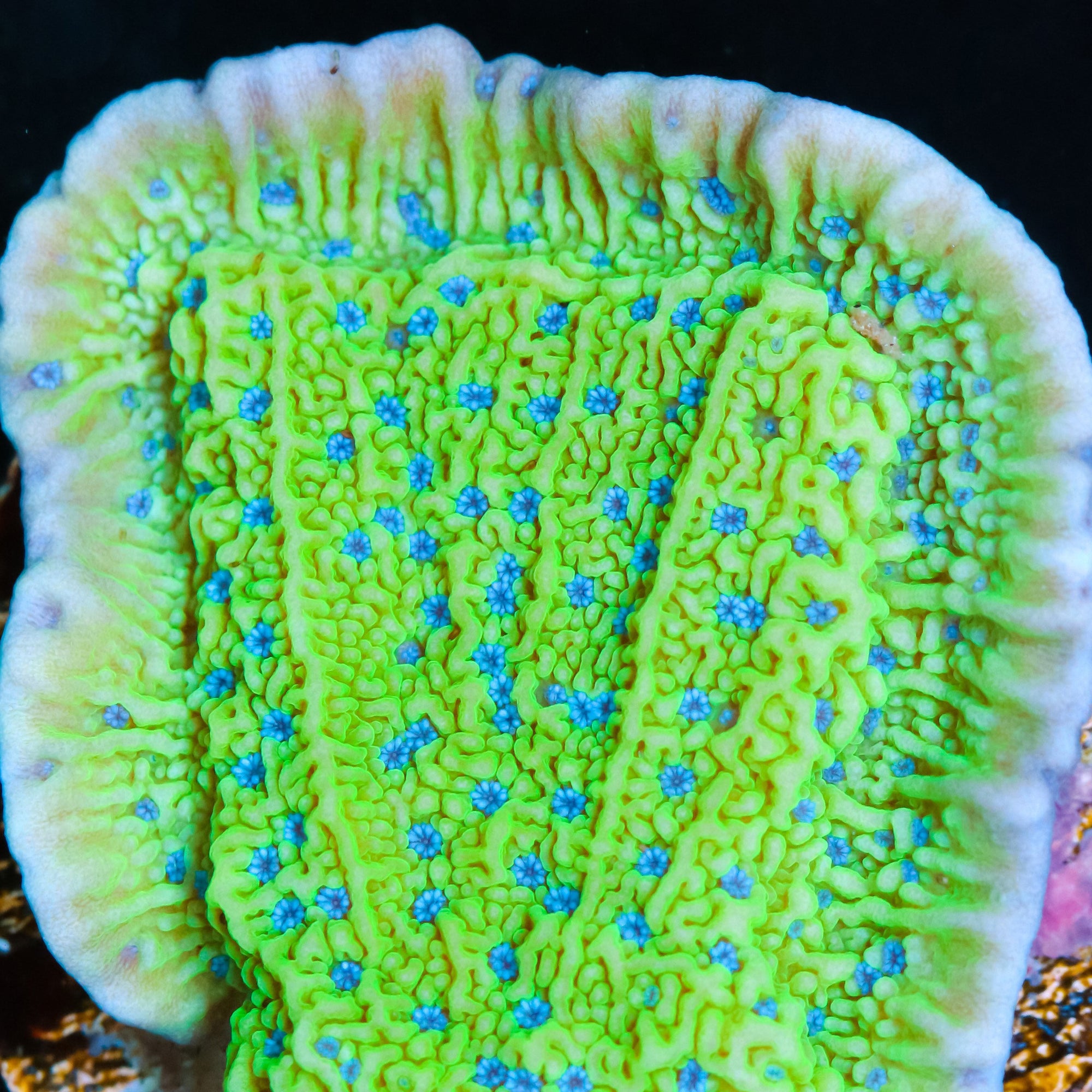 Vivid's Blue Polyp Montipora Capricornus Coral