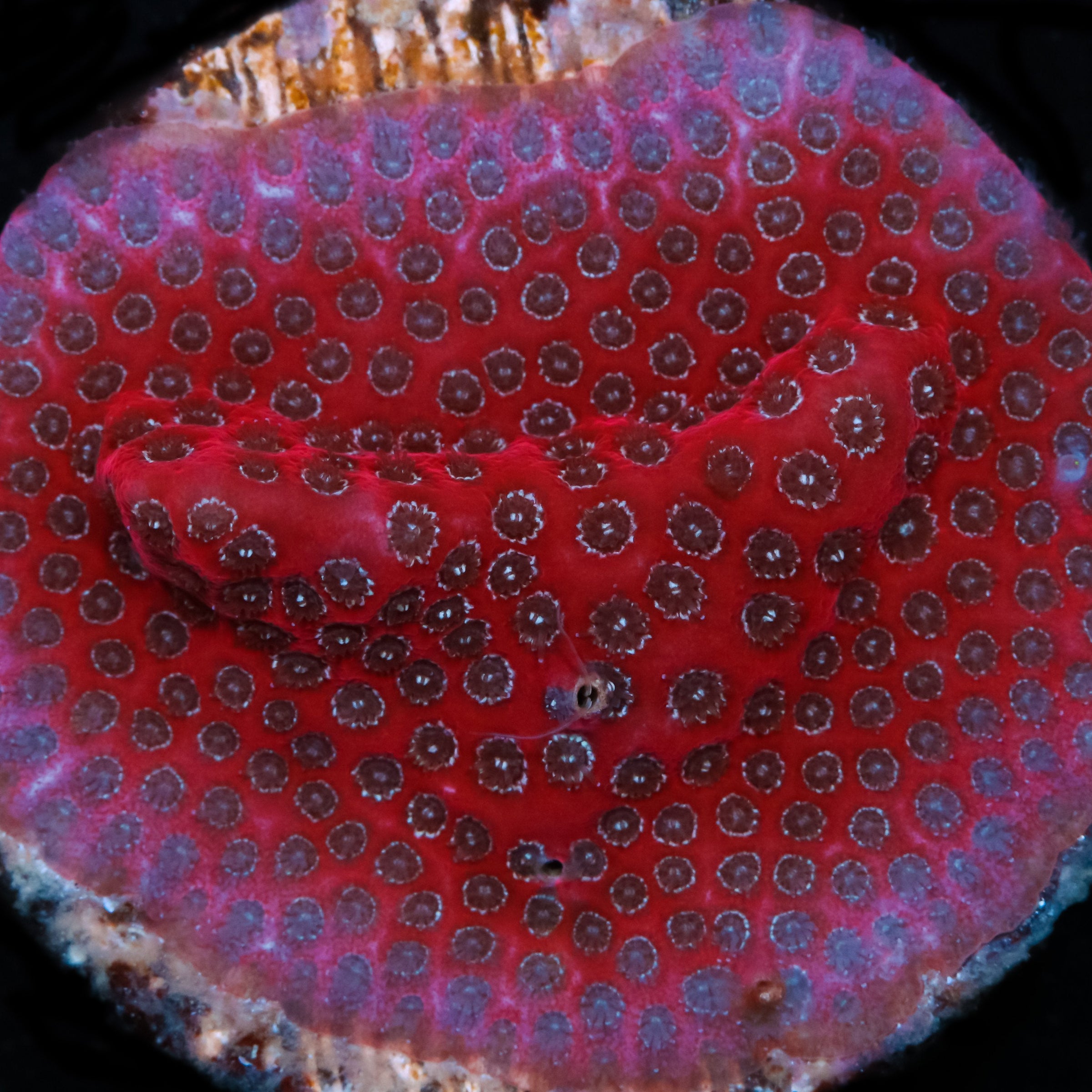 Buy Live Coral for Sale Rare Coral Sale Corals Vivid Aquariums Page 2