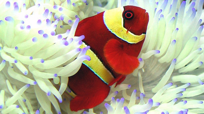 15 Amazing Gift Ideas For Aquarium Lovers  Fish tank, Aquarium gifts,  Saltwater aquarium fish