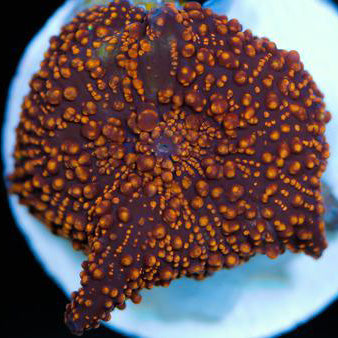 Interstellar Mushroom Coral