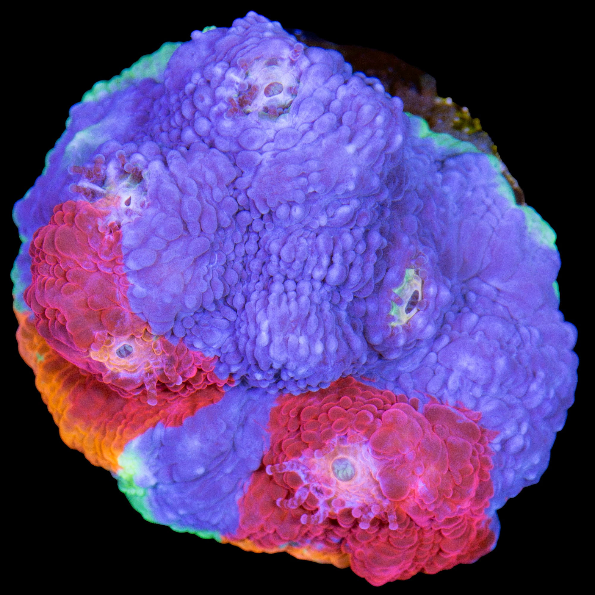 Jelly Bean Chalice Coral