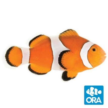 ORA Ocellaris Clownfish - Captive Bred