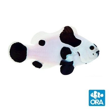 ORA Black Storm Ocellaris Clownfish - Captive Bred