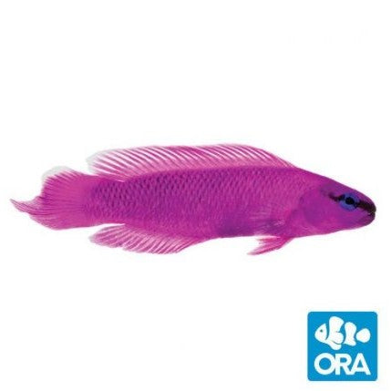ORA Orchid Dottyback - Captive Bred