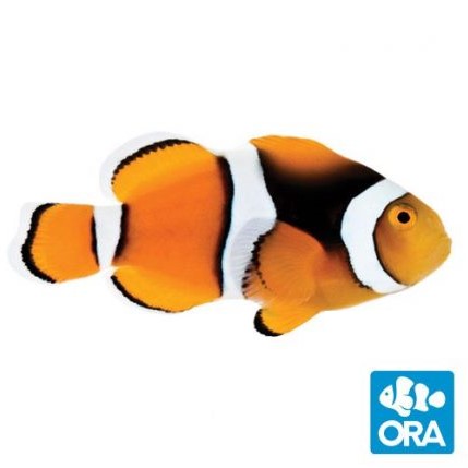 ORA Percula Clownfish - Captive Bred