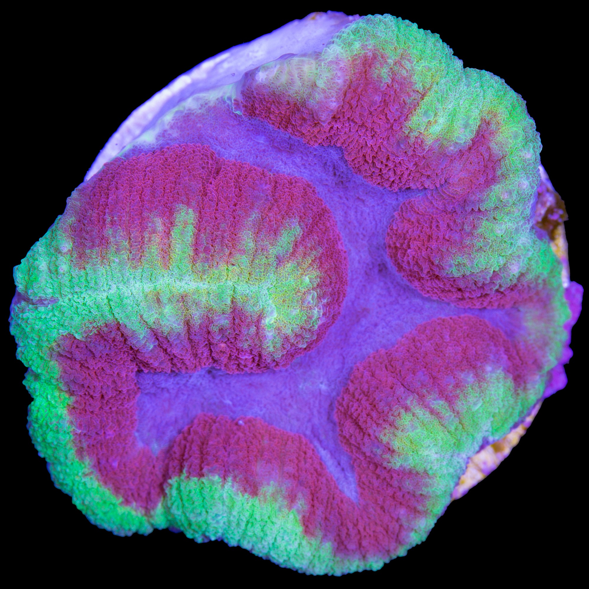 Vivid's Multi-Color Lobophyllia Coral