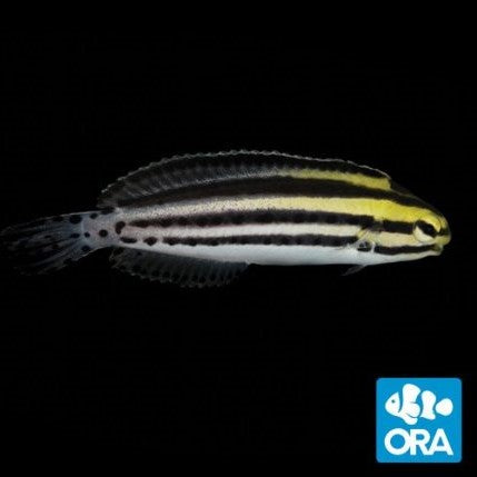 Buy Striped Blenny Online | Saltwater Fish Sale - Vivid Aquariums