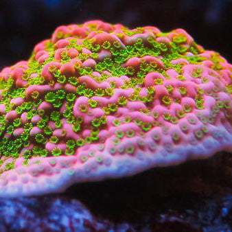 RR Tropic Thunder Montipora Coral