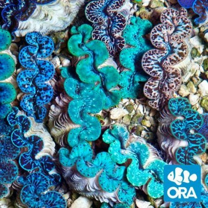 ORA Maxima Clam - Aqua Cultured