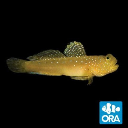ORA Watchman Goby - Captive Bred