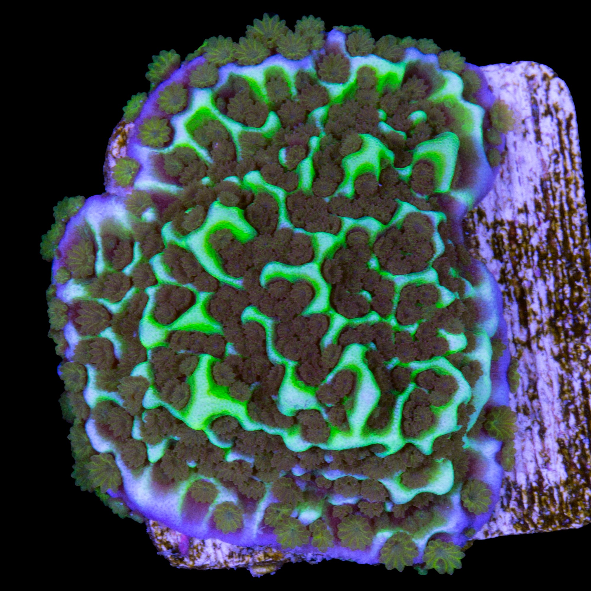 Purple Rim Montipora Confusa Coral